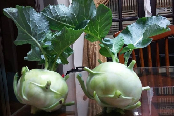 Những củ su h&agrave;o của gia đ&igrave;nh v&agrave;o m&ugrave;a đ&ocirc;ng vừa qua.