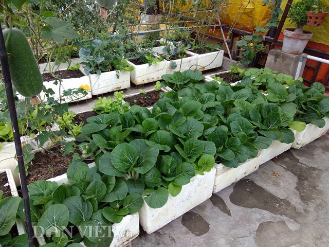 Cải xanh l&ecirc;n tốt um.