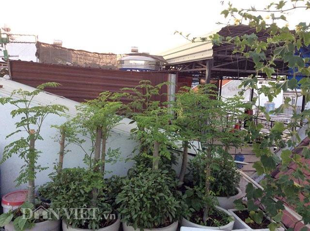 Ở một g&oacute;c vườn, chị trồng kh&aacute; nhiều c&acirc;y