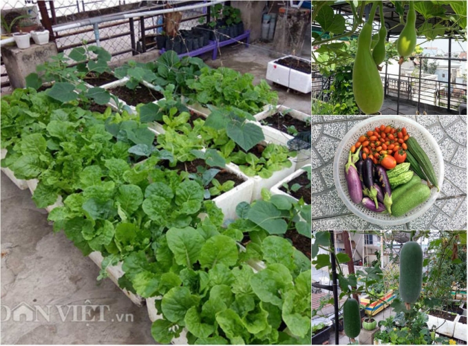 G&aacute;i 9X trồng rau tốt um như&hellip; phun thuốc k&iacute;ch th&iacute;ch