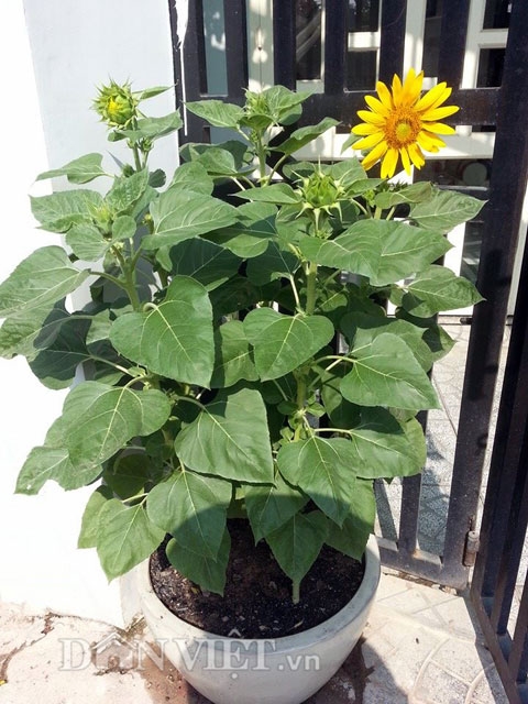 Từ nhỏ chị Trang đ&atilde; rất th&iacute;ch trồng c&aacute;c loại c&acirc;y v&agrave; hoa nhưng do kh&ocirc;ng c&oacute; điều kiện n&ecirc;n chị kh&ocirc;ng thể biến ước muốn th&agrave;nh hiện thực