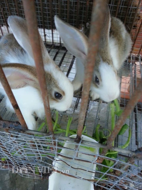 Chuồng nu&ocirc;i thỏ tr&ecirc;n s&acirc;n thượng tầng 2