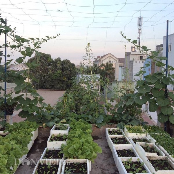 Khu vườn của chị Trang&nbsp;ở tr&ecirc;n s&acirc;n thượng tầng 2&nbsp;c&oacute; diện t&iacute;ch tr&ecirc;n 80m2, hiện đang trồng khoảng 200 th&ugrave;ng xốp rau củ quả.
