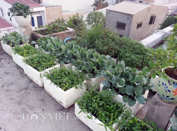 Một g&oacute;c của khu vườn