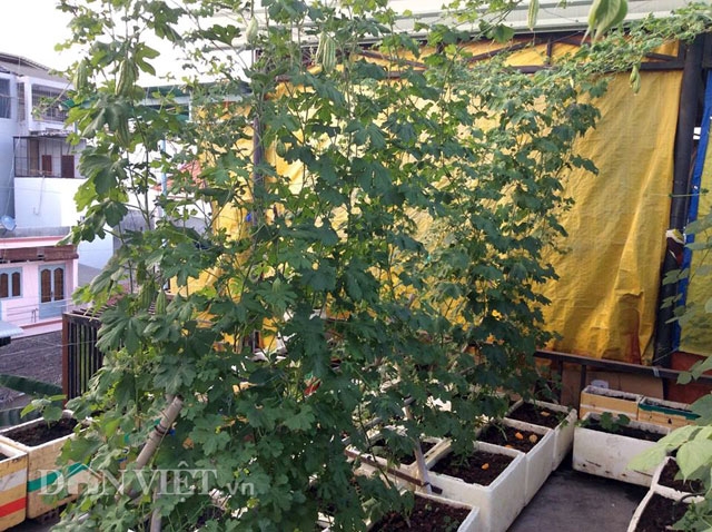 Một g&oacute;c của khu vườn