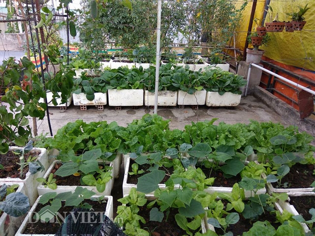 G&aacute;i 9X trồng rau tốt um như&hellip; phun thuốc k&iacute;ch th&iacute;ch