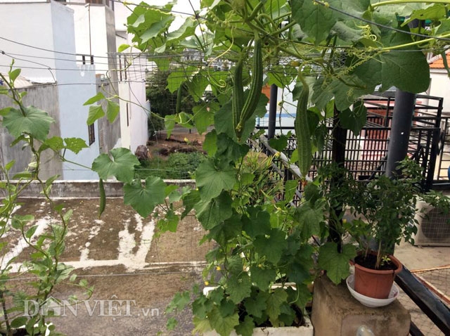 Chị Trang tận dụng từng khoảng trống tr&ecirc;n cao để c&oacute; thể trồng được nhiều loại c&acirc;y