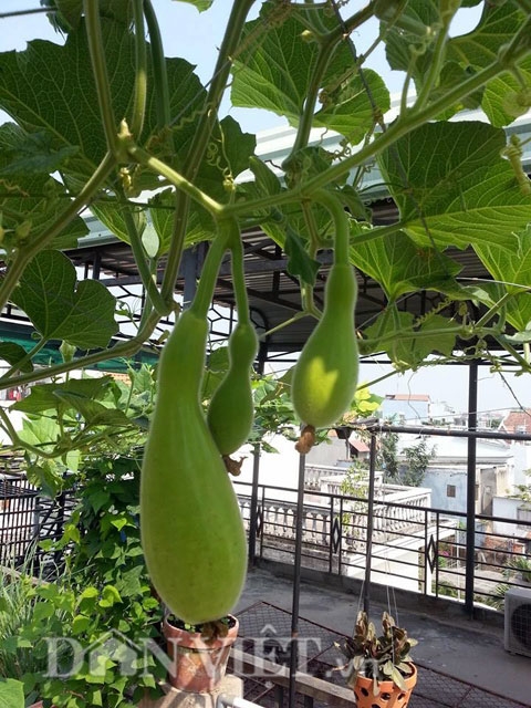 Gi&agrave;n bầu đang bắt đầu đơm hoa kết tr&aacute;i