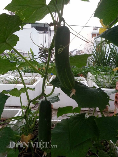 M&ugrave;a dưa leo l&ecirc;n xanh tốt