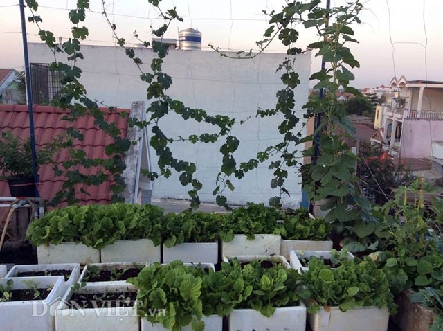 Hiện tại, vấn đề m&agrave; vườn rau nh&agrave; chị Trang đang gặp phải l&agrave; bị lũ chim sẻ ph&aacute; qu&aacute; m&agrave; kh&ocirc;ng l&agrave;m thế n&agrave;o để đuổi hết được.