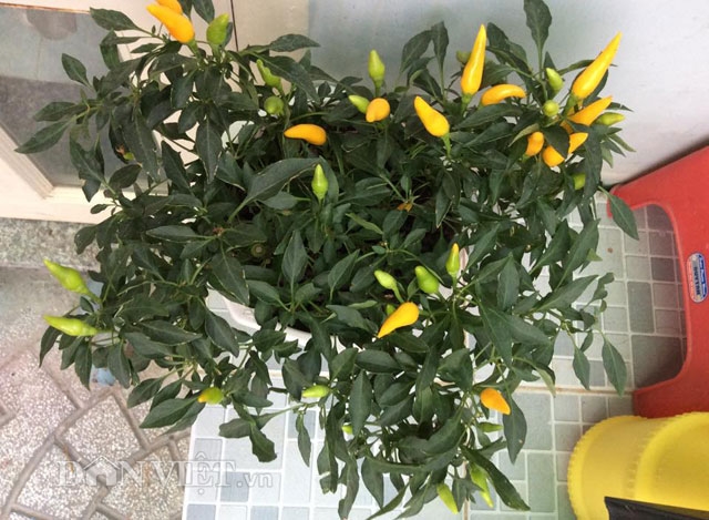 Ở một g&oacute;c s&acirc;n thượng l&agrave; c&acirc;y ớt.