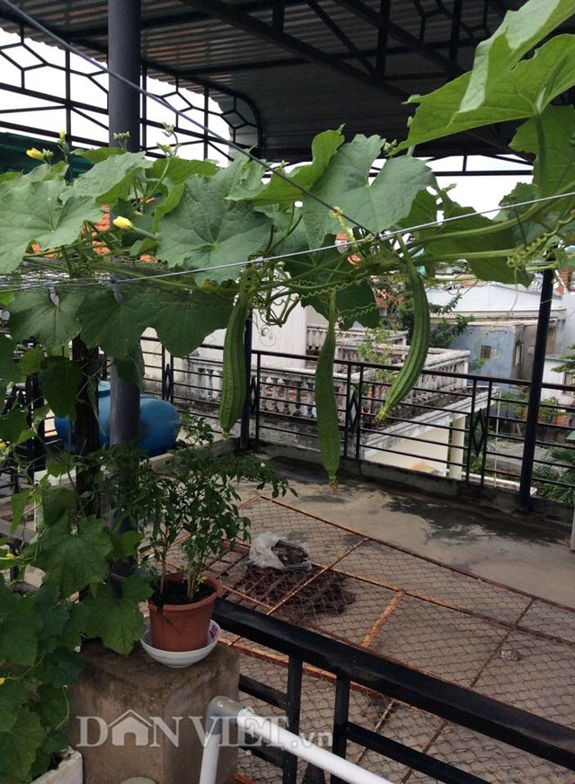 G&aacute;i 9X trồng rau tốt um như&hellip; phun thuốc k&iacute;ch th&iacute;ch