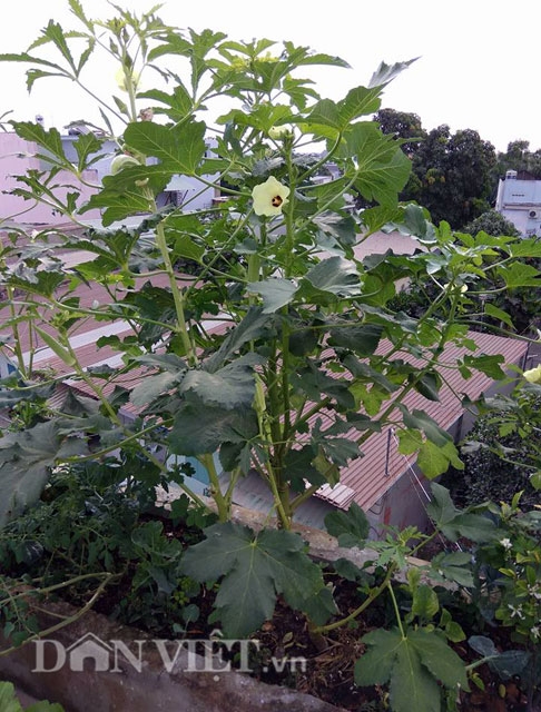 Đậu bắp được trồng ở một v&ugrave;ng đất nhỏ tr&ecirc;n khu vườn s&acirc;n thượng