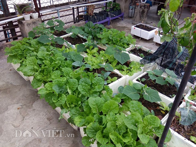 G&aacute;i 9X trồng rau tốt um như&hellip; phun thuốc k&iacute;ch th&iacute;ch