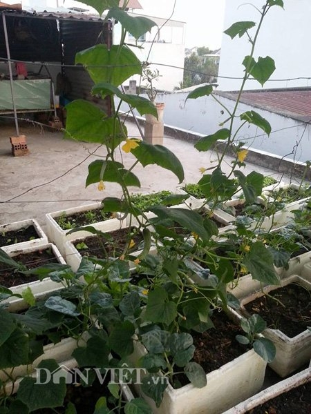 G&aacute;i 9X trồng rau tốt um như&hellip; phun thuốc k&iacute;ch th&iacute;ch