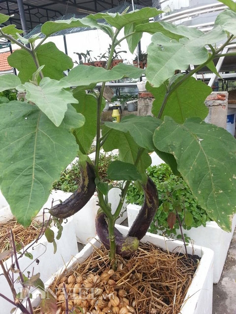 Dưa leo, c&agrave; t&iacute;m,.. được trồng trong nhiều th&ugrave;ng xốp m&agrave; vẫn l&ecirc;n tươi tốt