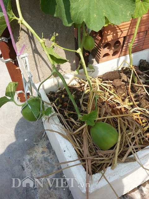 Vụ đầu ti&ecirc;n chị trồng thử dưa l&ecirc; v&agrave; đ&atilde; th&agrave;nh c&ocirc;ng