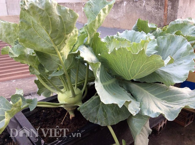 &nbsp;S&agrave;i G&ograve;n nắng n&oacute;ng nhưng chị vẫn c&oacute; thể trồng những loại c&acirc;y của xứ lạnh như su h&agrave;o, rau c&uacute;c v&agrave; bắp cải. Rau th&igrave; thừa để&nbsp;anh chị mang biếu bạn b&egrave; v&agrave; người th&acirc;n. Nếu trồng hết c&ocirc;ng suất th&igrave; vườn nh&agrave; chị c&oacute; thể phục vụ rau cho 3 gia đ&igrave;nh ăn thoải m&aacute;i.