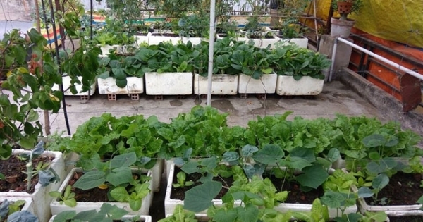 Gái 9X trồng rau tốt um như… phun thuốc kích thích