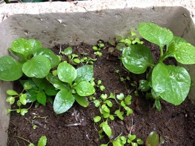 &nbsp;C&acirc;y mồng tơi xanh mơn mởn của chị Phượng.