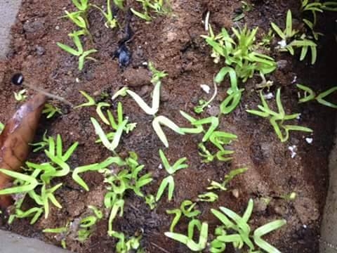 Rau muống được chị gieo hạt đang ra rất nhiều l&aacute;