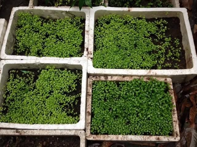 Cải mơ, cải ngọt đ&atilde; ra từ 2 - 3 l&aacute;.