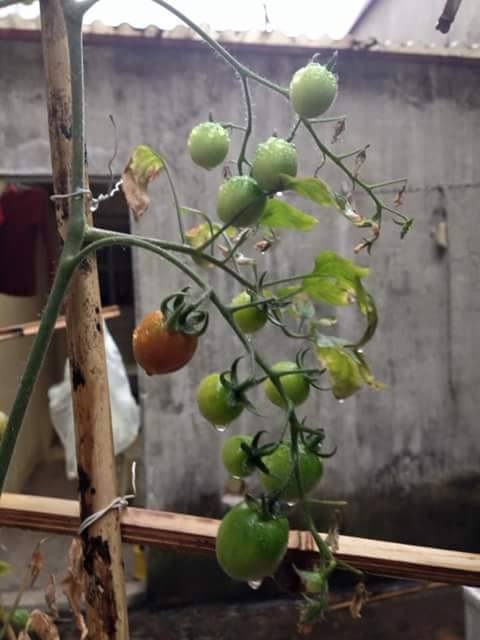 C&agrave; chua bi xanh được chị Phượng chăm s&oacute;c kỹ lưỡng v&igrave; đ&acirc;y l&agrave; giống c&acirc;y kh&oacute; trồng.