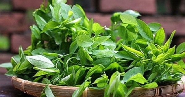 Cách phân biệt rau ngót sạch và rau ngót phun thuốc kích thích
