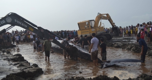 Nghệ An: Hàng trăm người dân chung tay giải cứu cá voi siêu khủng mắc cạn trên bãi biển