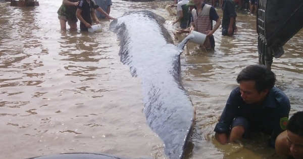 Nghẹt thở giây phút giải cứu cá voi dài 13m mắc cạn trên bãi biển
