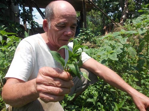 Rau lủi, loại rau rừng đặc sản của đ&ocirc;̀ng bào d&acirc;n t&ocirc;̣c Ca Dong.&nbsp;