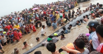 Cá voi khổng lồ đã trở về với biển