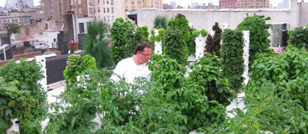 Khoảng 60 trụ c&acirc;y phủ k&iacute;n rau xanh, được bố tr&iacute; hệ thống điện, hệ thống tưới nước tự động. Vườn trồng đủ loại rau thơm, rau xanh ăn l&aacute; v&agrave; c&aacute;c loại quả tr&ecirc;n c&aacute;c chậu c&acirc;y dạng th&aacute;p tr&ocirc;ng như những trụ c&acirc;y xương rồng.