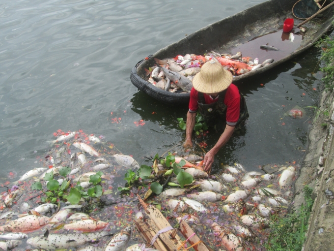 Chủ hộ nu&ocirc;i c&aacute; đ&atilde; cho người xuống hồ dọn dẹp số c&aacute; chết để hạn chế &ocirc; nhiễm m&ocirc;i trường.