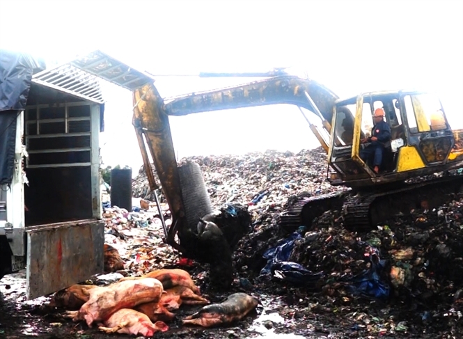 Cơ quan chức năng hủy số lợn bị nhiễm chất cấm của &ocirc;ng Em.