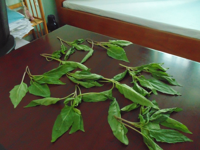 Loại rau lạ m&agrave; gia đ&igrave;nh anh Q&uacute;y đ&atilde; ăn v&agrave; bị ngộ độc (ảnh Tường Vi).