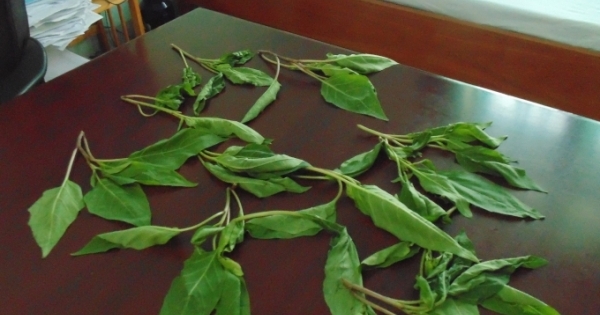 Ba người trong gia đình nhập viện cấp cứu sau khi ăn loại rau lạ