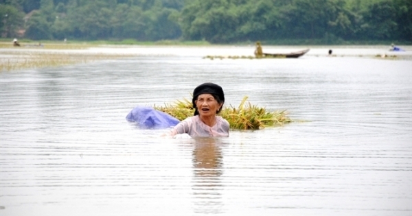 Vĩnh Phúc: Người dân gặt lúa “chạy lũ” giữa biển nước mênh mông