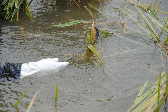&nbsp;Nhiều người vừa kh&oacute;c vừa gặt l&uacute;a v&igrave; nước đ&atilde; ngập trắng đồng.