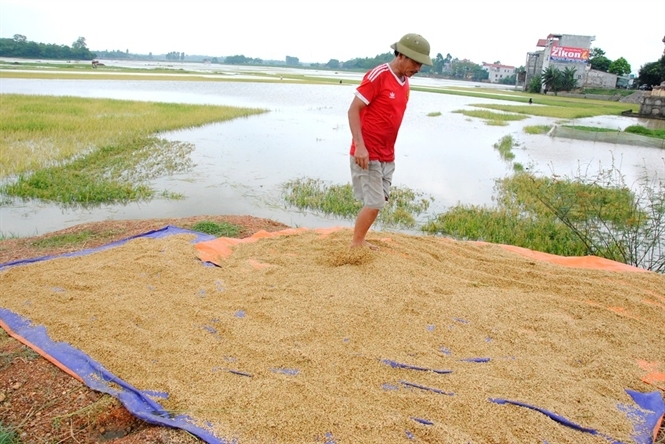 &nbsp;Người đ&agrave;n &ocirc;ng n&agrave;y tranh thủ phơi l&uacute;a mới cắt mgay cạnh thửa ruộng của m&igrave;nh.