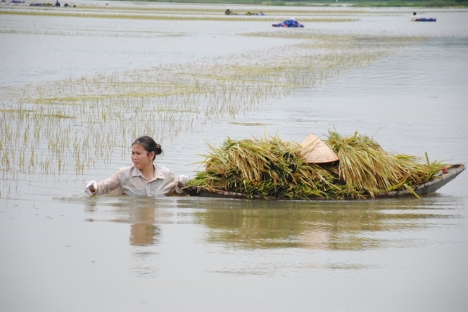 &nbsp;Chỉ cần v&agrave;i ng&agrave;y nắng nữa l&agrave; l&uacute;a c&oacute; thể gặt được. Nhưng bị ng&acirc;m dưới mưa như những ng&agrave;y qua nếu kh&ocirc;ng gặt sớm người d&acirc;n sẽ mất trắng.