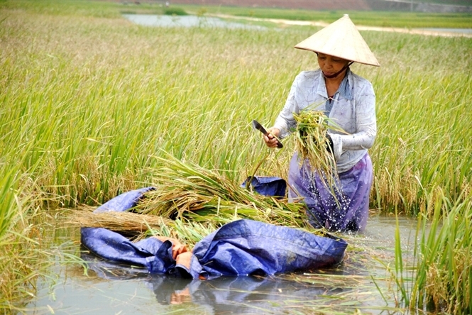 &nbsp;Người phụ nữ n&agrave;y chỉ mong sao nước r&uacute;t thật nhanh v&agrave; trời nắng trở lại.