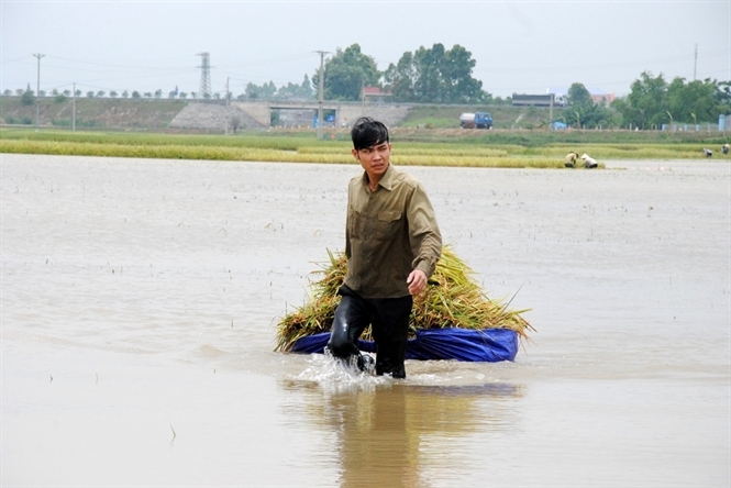 Vĩnh Ph&uacute;c: Người d&acirc;n gặt l&uacute;a &ldquo;chạy lũ&rdquo; giữa biển nước m&ecirc;nh m&ocirc;ng