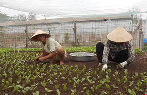 B&ecirc;n cạnh vườn rau của chị Mến, vợ chồng anh Đức đang ươm giống rau mồng tơi tr&ecirc;n mảnh vườn của m&igrave;nh. Ảnh: THANH TUYỀN