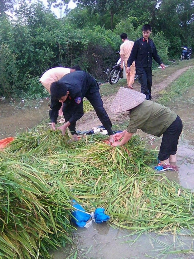 Ninh B&igrave;nh: CSGT, C&ocirc;ng an 2 huyện được huy động gi&uacute;p d&acirc;n gặt l&uacute;a chạy lũ