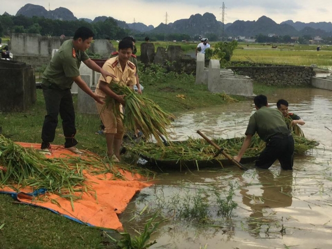 Ninh B&igrave;nh: CSGT, C&ocirc;ng an 2 huyện được huy động gi&uacute;p d&acirc;n gặt l&uacute;a chạy lũ