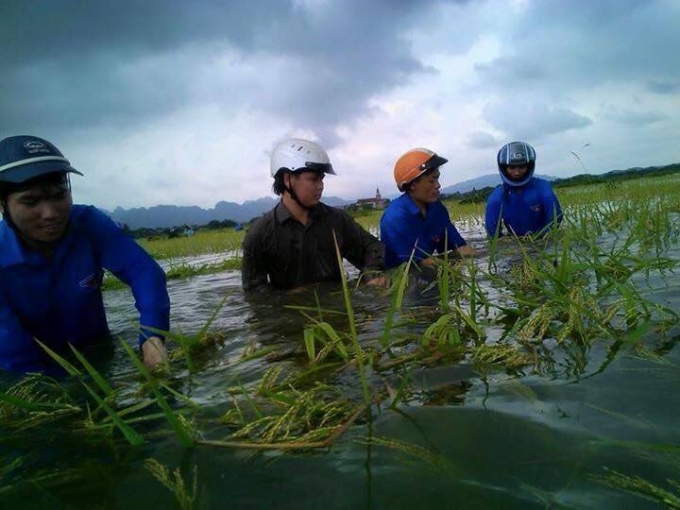 Ninh B&igrave;nh: CSGT, C&ocirc;ng an 2 huyện được huy động gi&uacute;p d&acirc;n gặt l&uacute;a chạy lũ