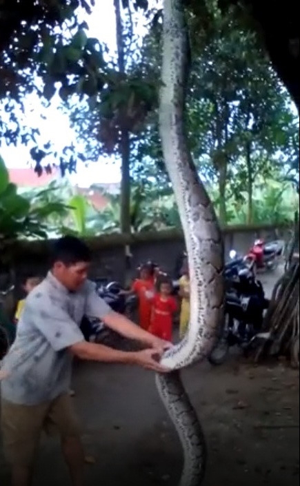 Người d&acirc;n thất thần thấy con trăn đang ngậm con d&ecirc; 10kg.