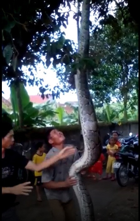 Nhiều người d&acirc;n đổ x&ocirc; đến xem con trăn khổng lồ. H&igrave;nh ảnh cắt từ clip.