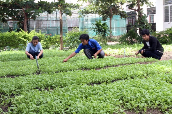 Vườn rau sạch được c&aacute;c bạn sinh vi&ecirc;n chăm s&oacute;c tại Trường CĐ Lương thực thực phẩm Đ&agrave; Nẵng. Ảnh: Đo&agrave;n Cường